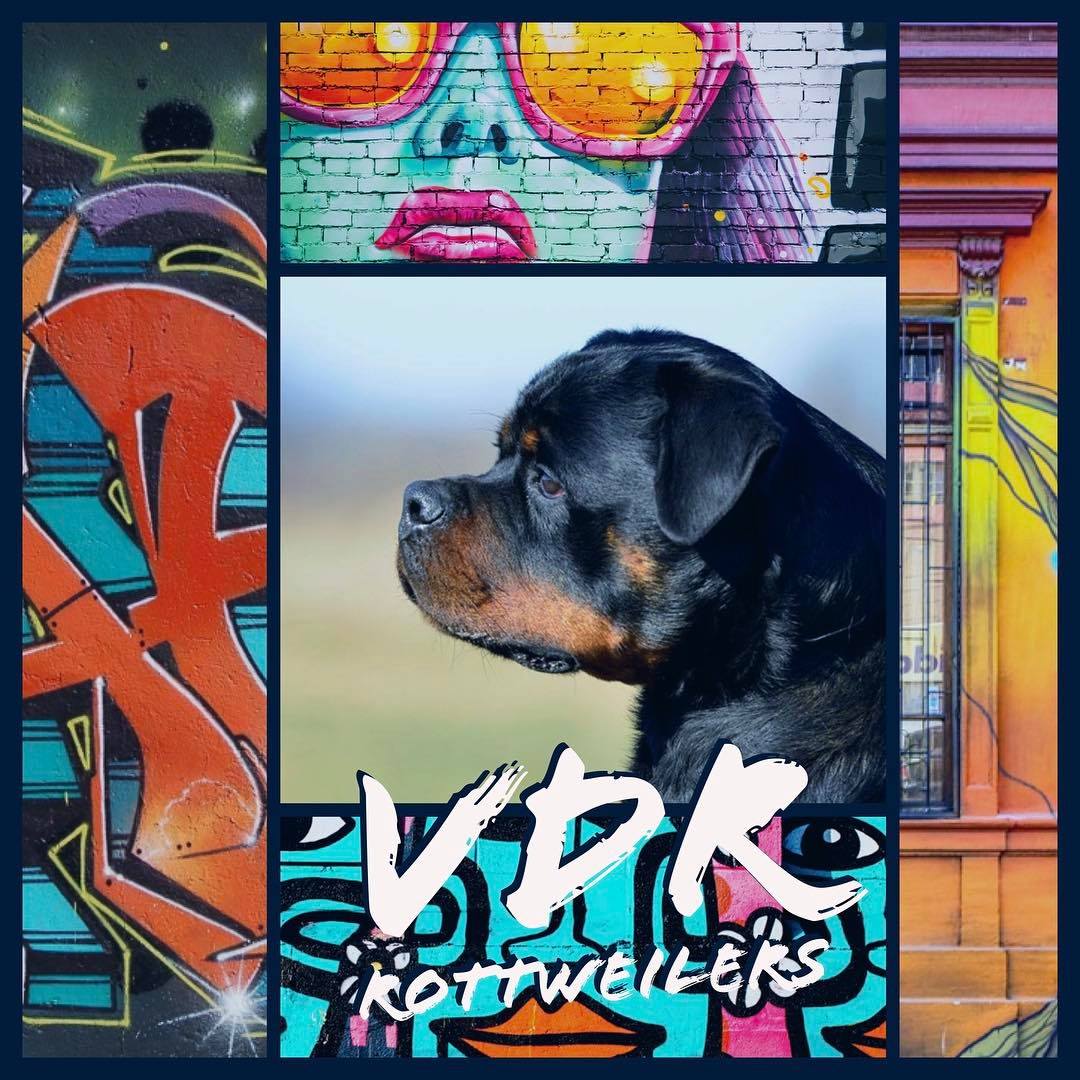 VDR Rottweilers